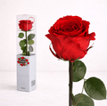 1 Rosa preservada corta