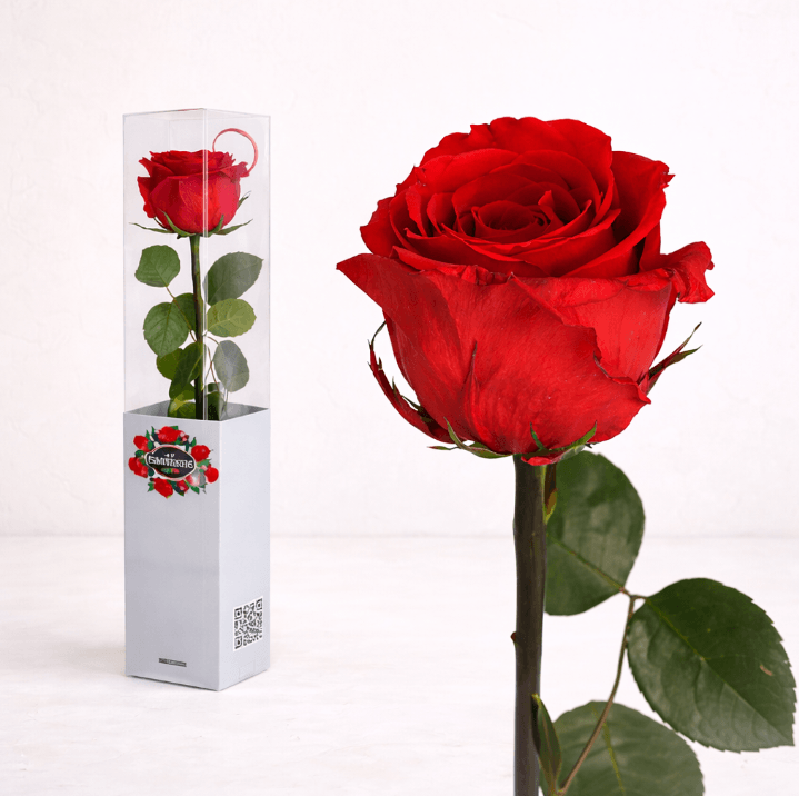 1 Rosa preservada corta