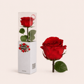 1 Rosa preservada corta