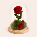 1 Rosas preservadas en cupula