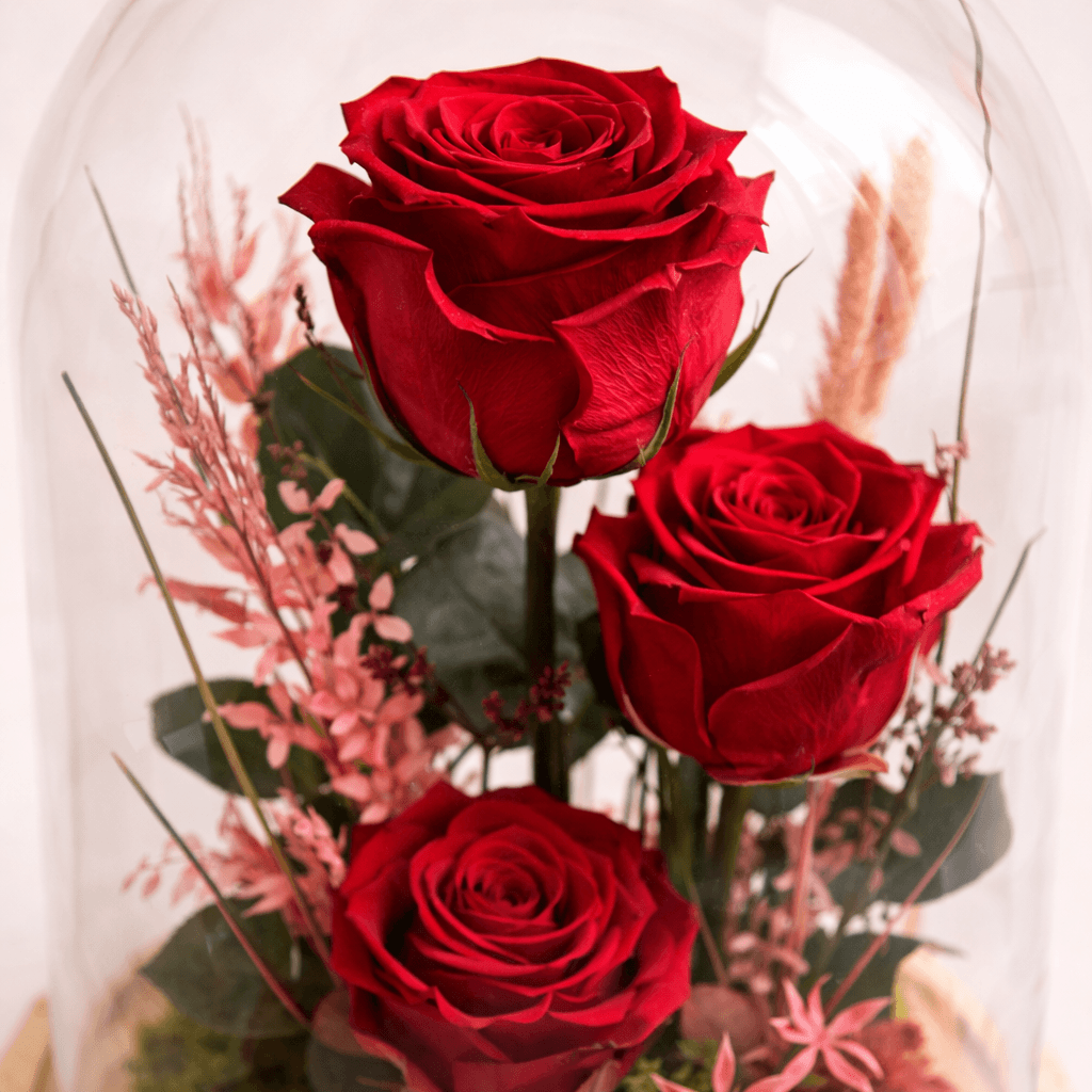 3 Rosas preservadas en cupula