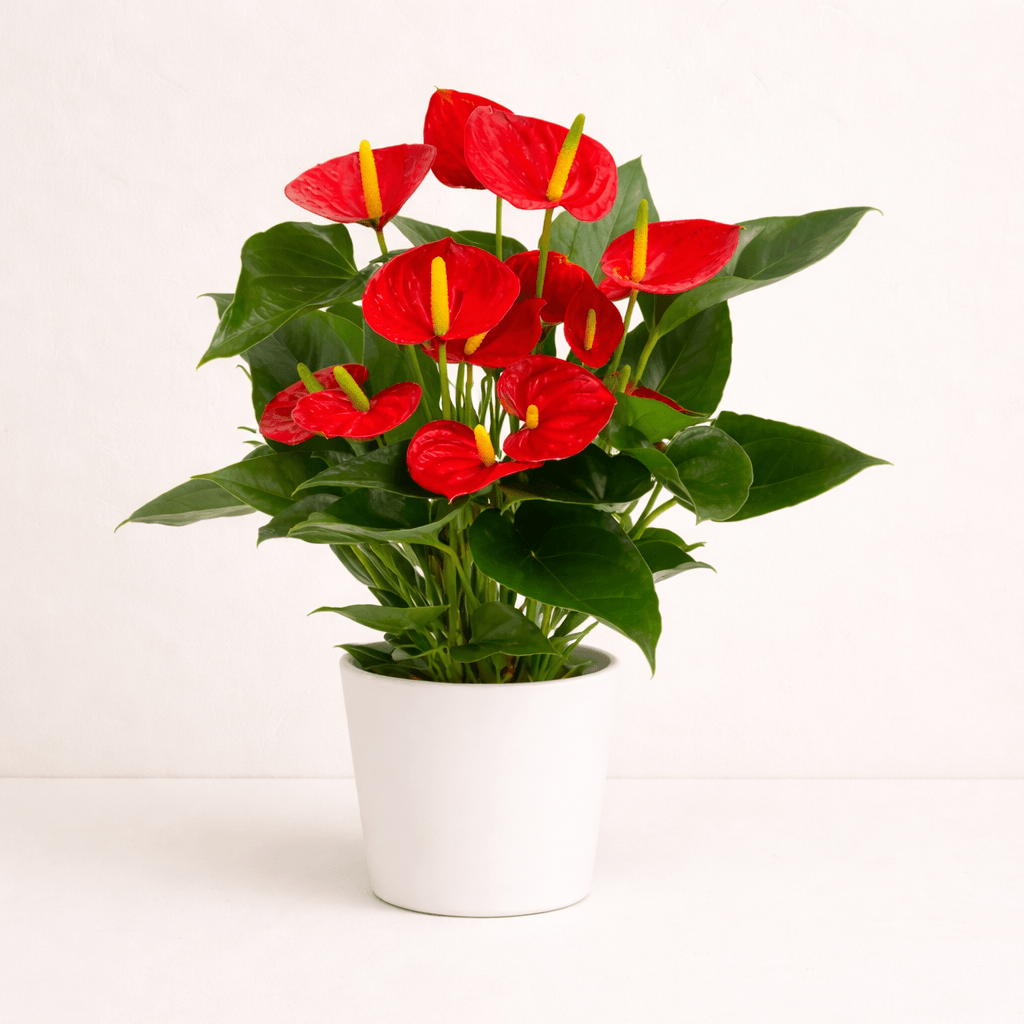 Anthurium