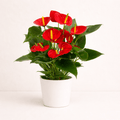 Anthurium