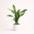 Aspidistra