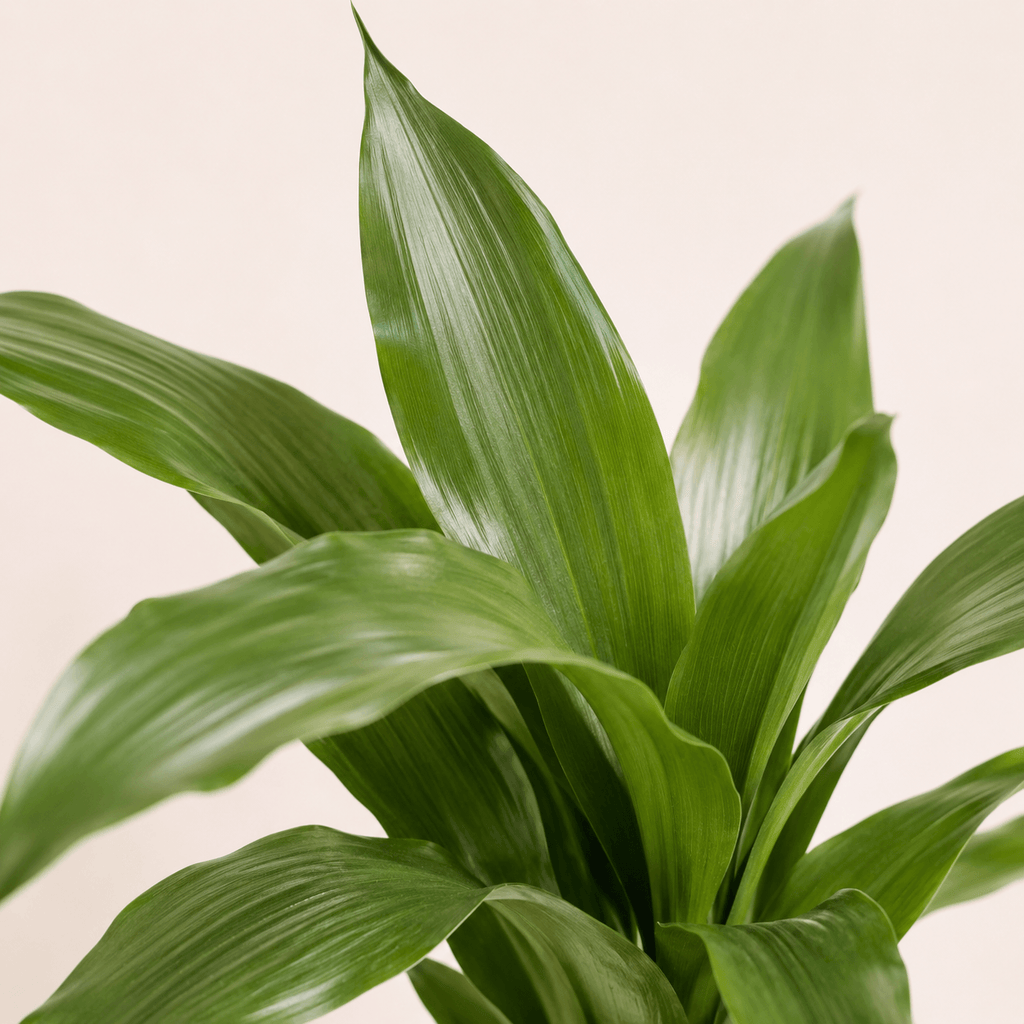 Aspidistra