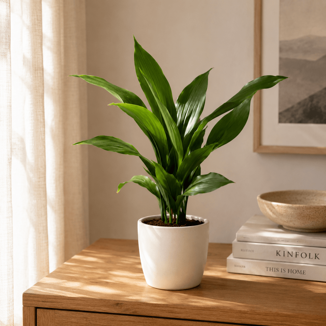 Aspidistra