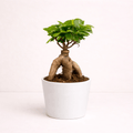 Bonsái ficus ginseng