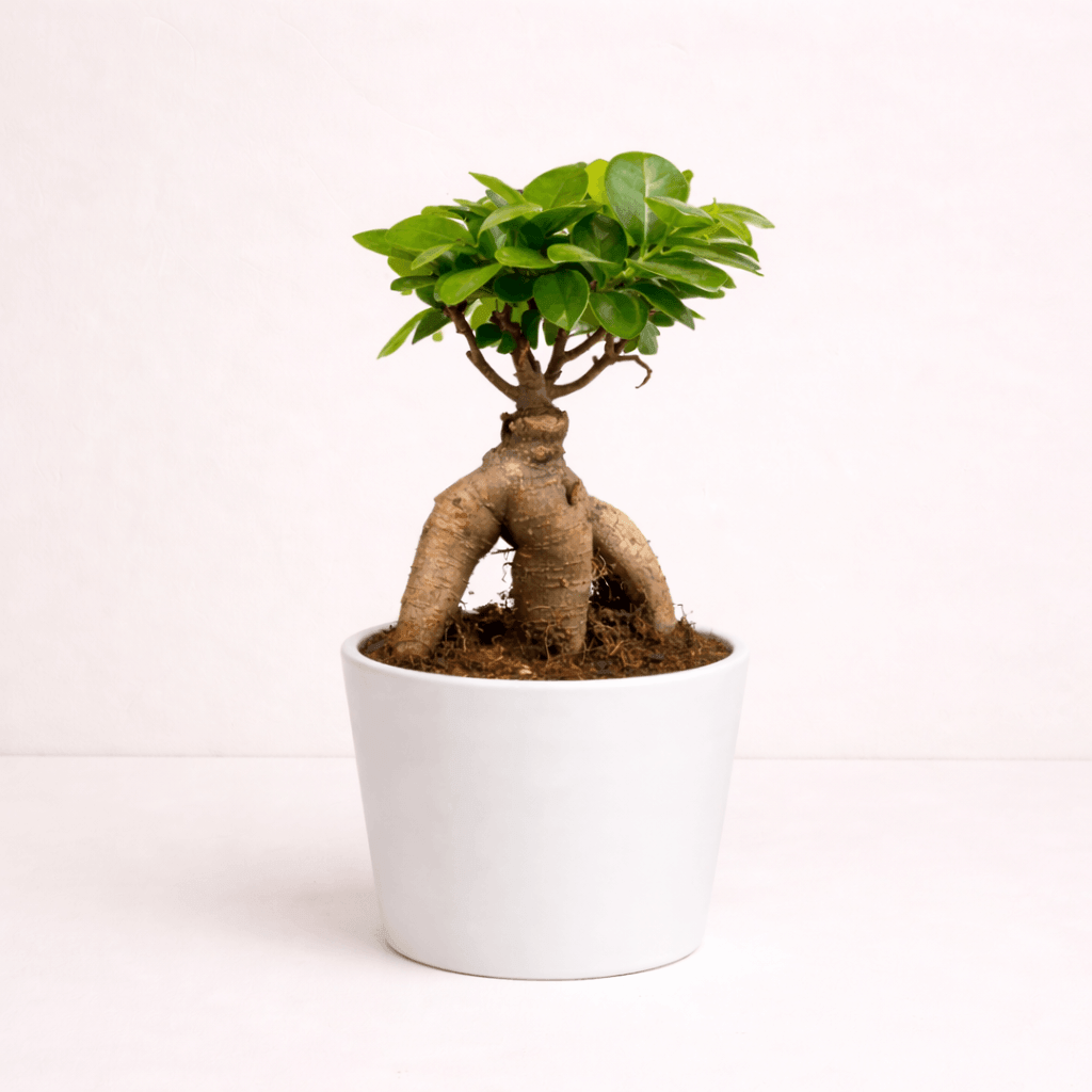 Bonsái ficus ginseng