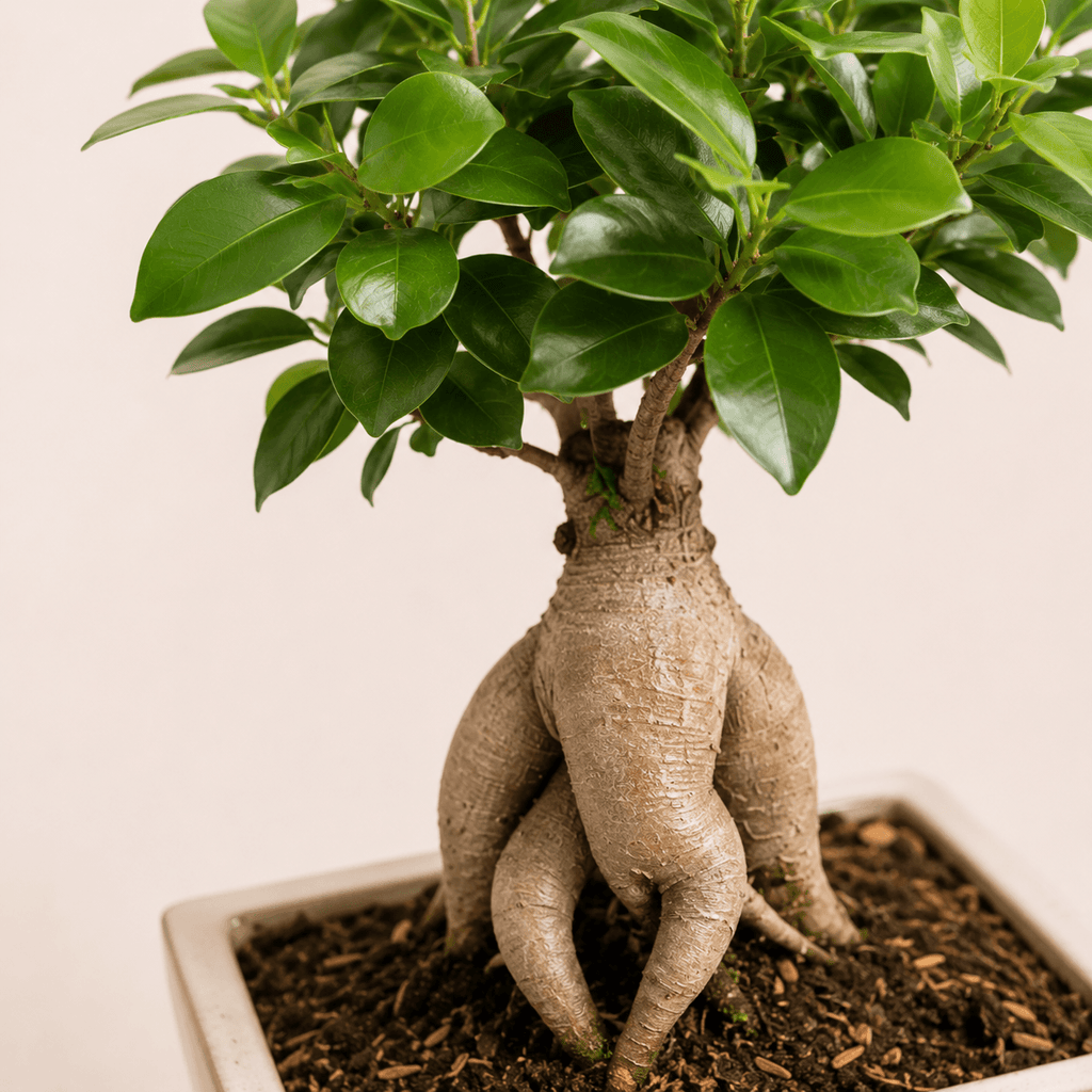 Bonsái ficus ginseng