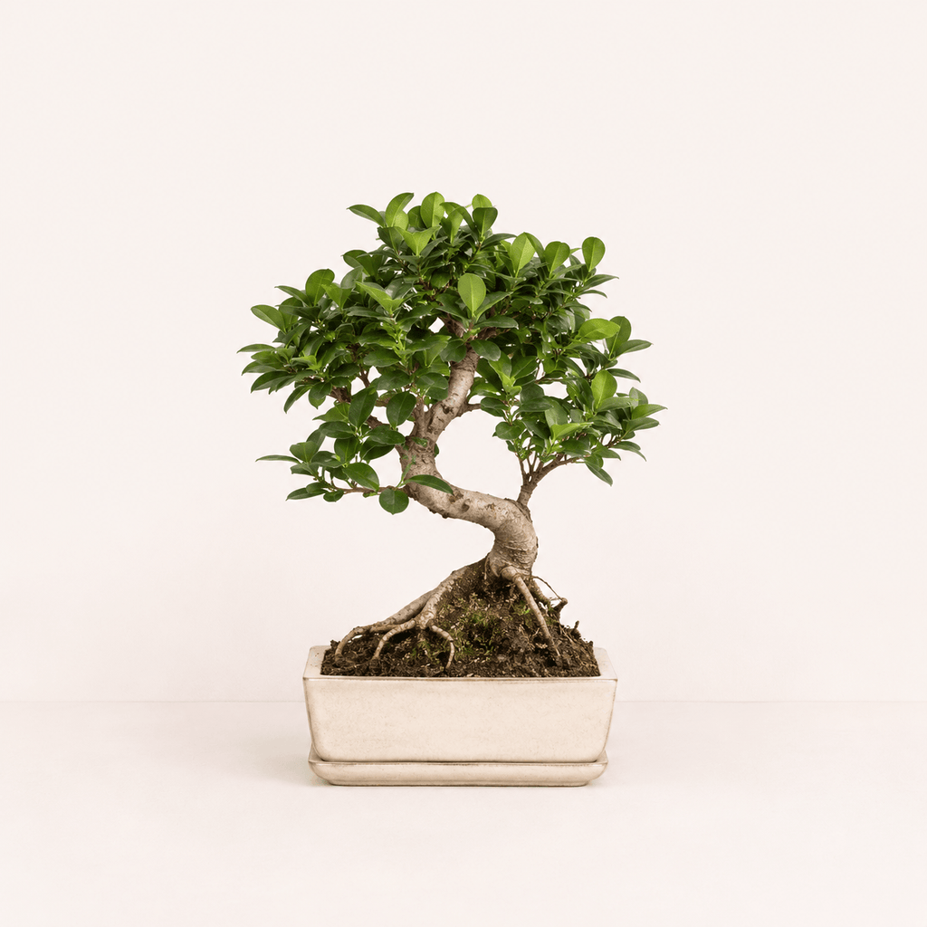 Bonsai ficus retusa