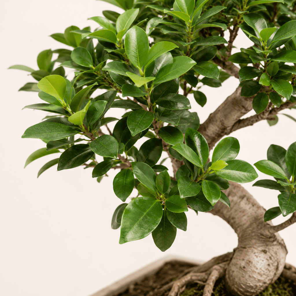 Bonsai ficus retusa