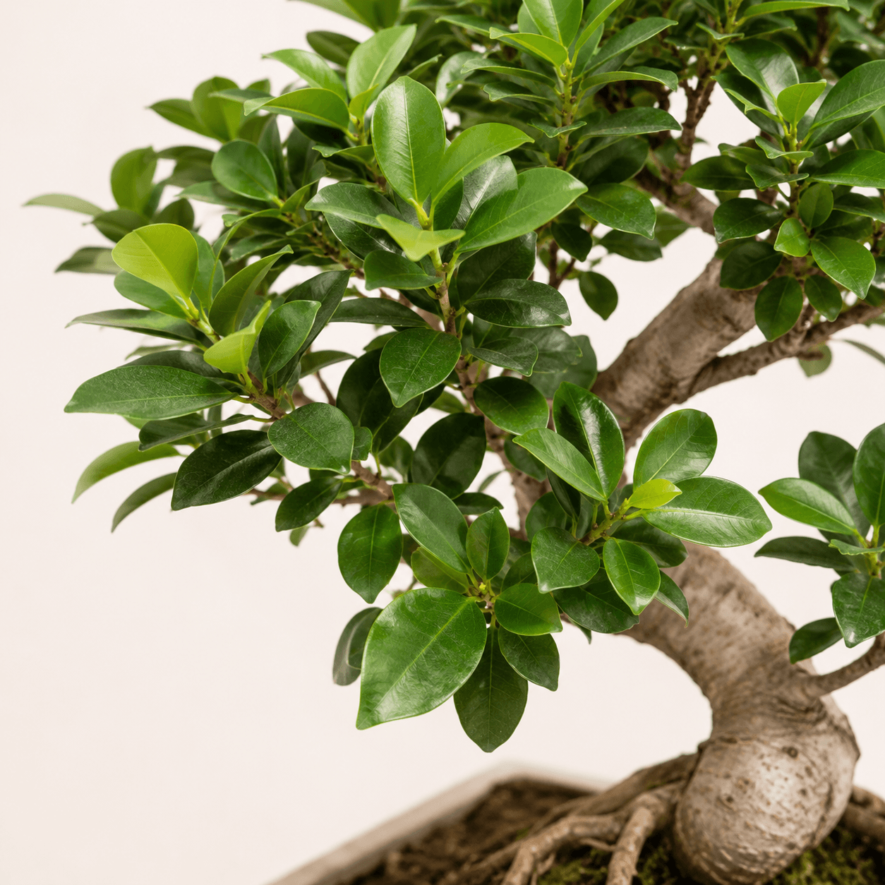 Bonsai ficus retusa