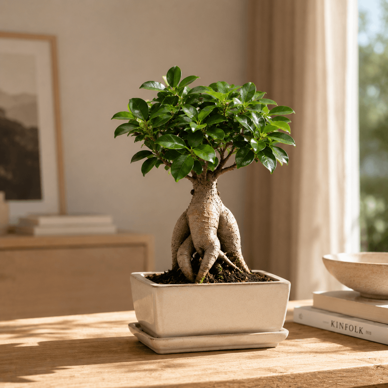 Bonsái ficus ginseng