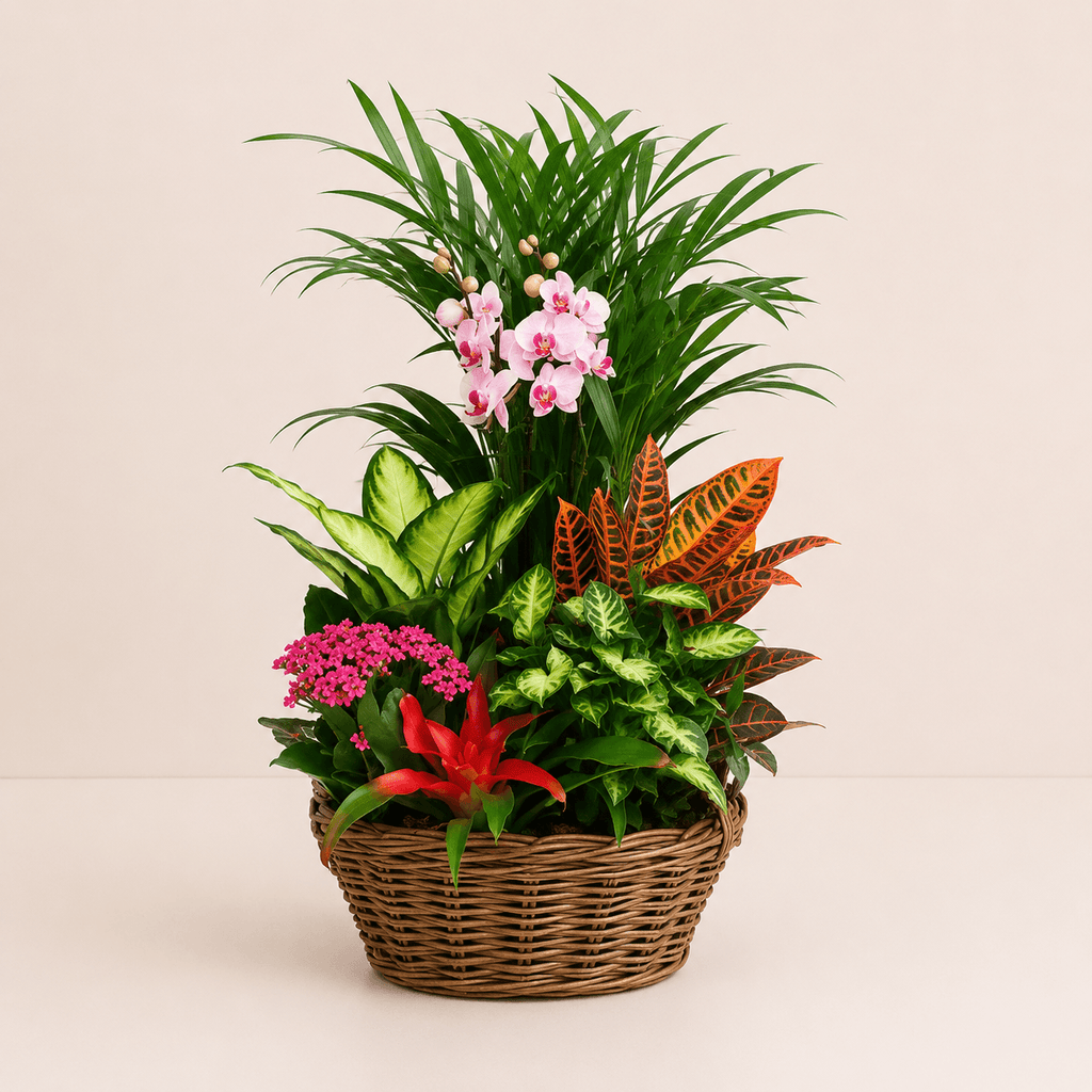 Cesta de plantas variada