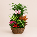 Cesta de plantas variada