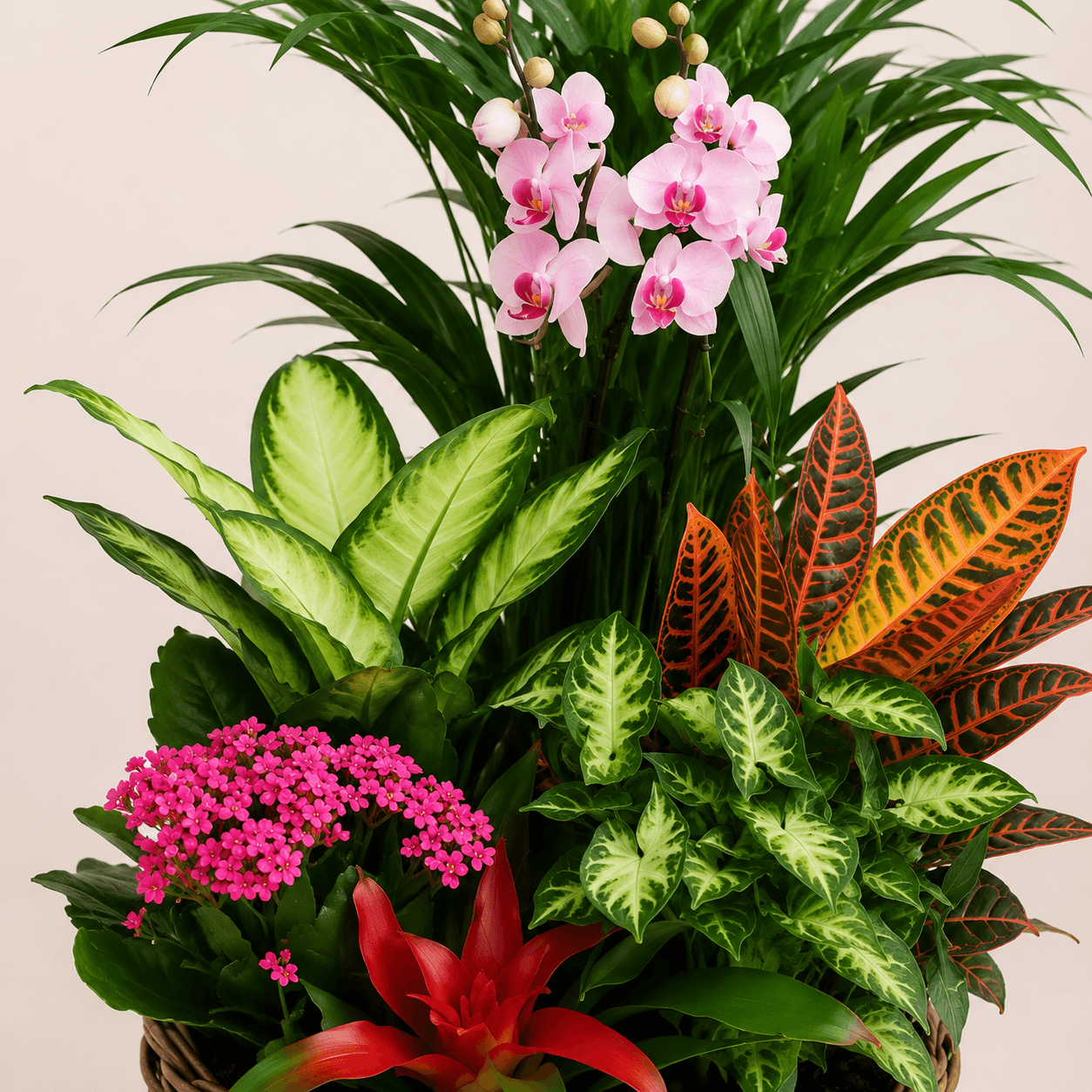 Cesta de plantas variada