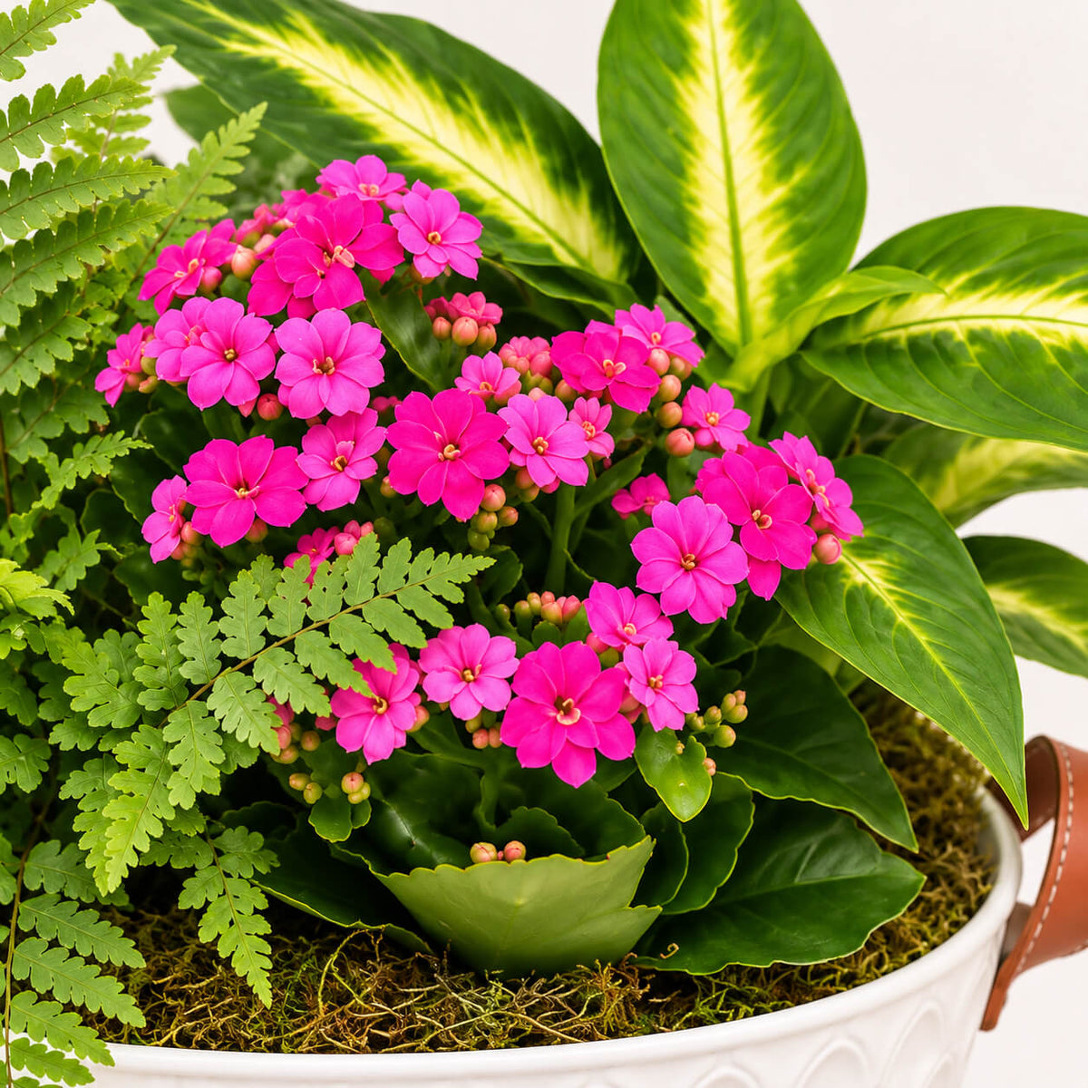 Cesta de plantas encanto natural