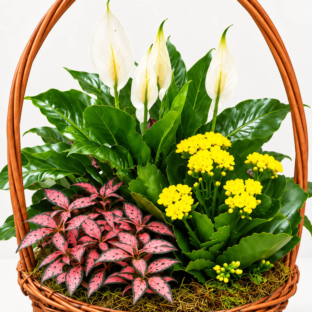 Cesta de plantas jardín luminoso