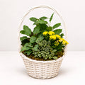 Cesta de plantas rayito de sol