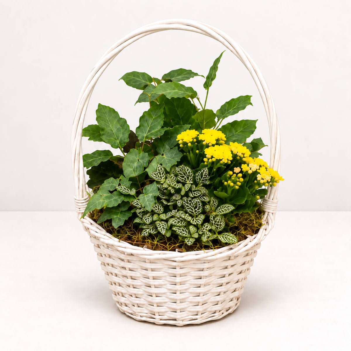 Cesta de plantas rayito de sol