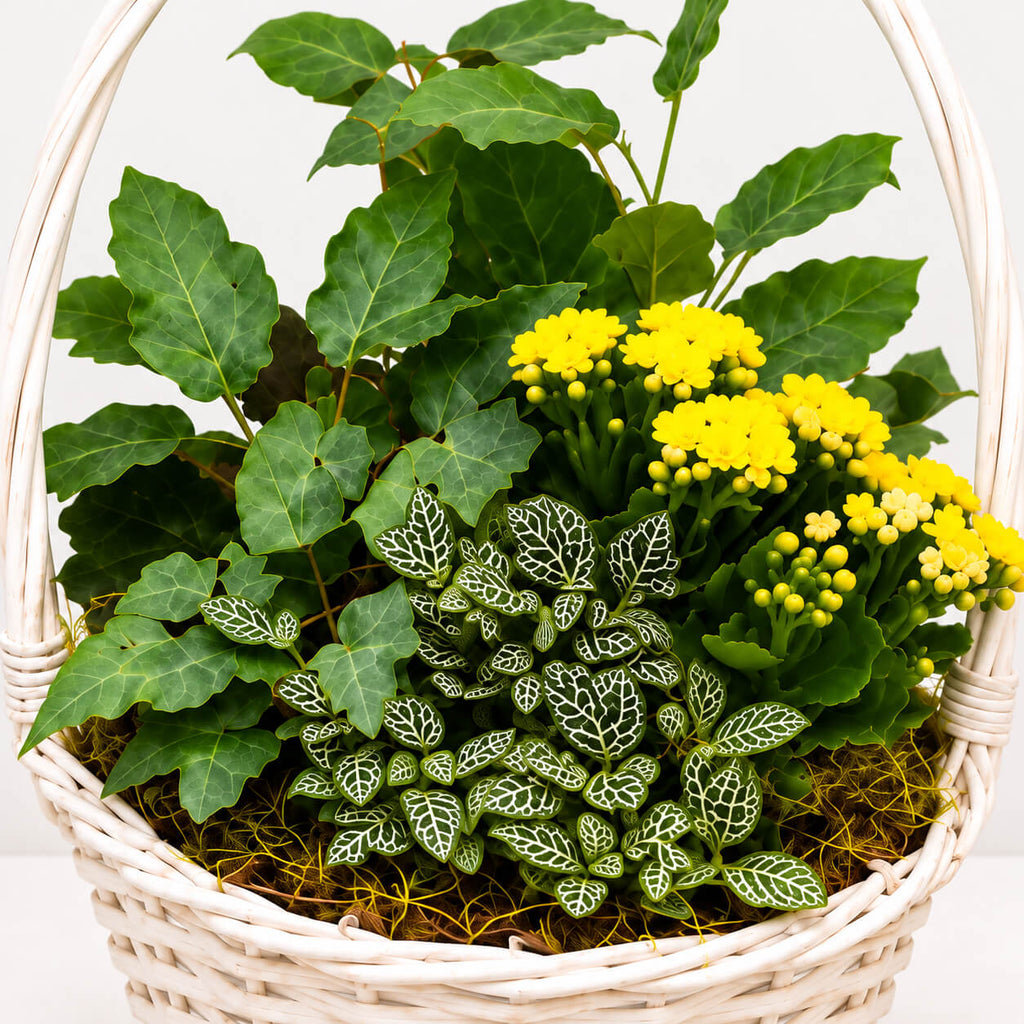 Cesta de plantas rayito de sol