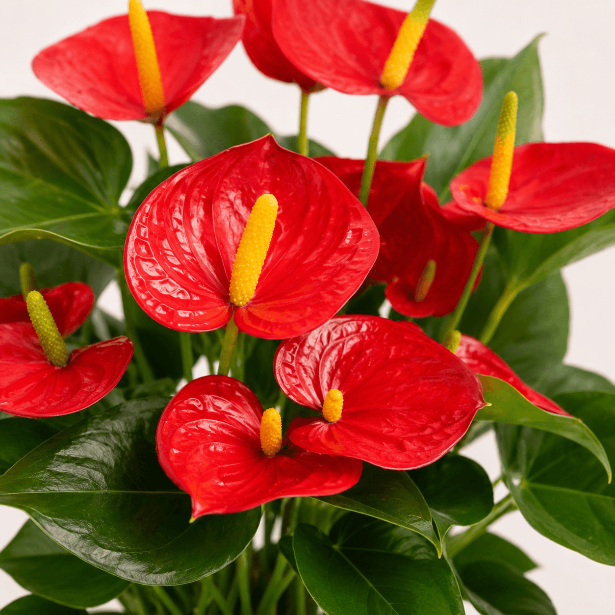 Anthurium