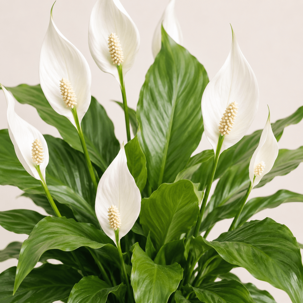 Spathiphyllum  (Lirio de la paz)