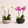 Composicion de orquideas