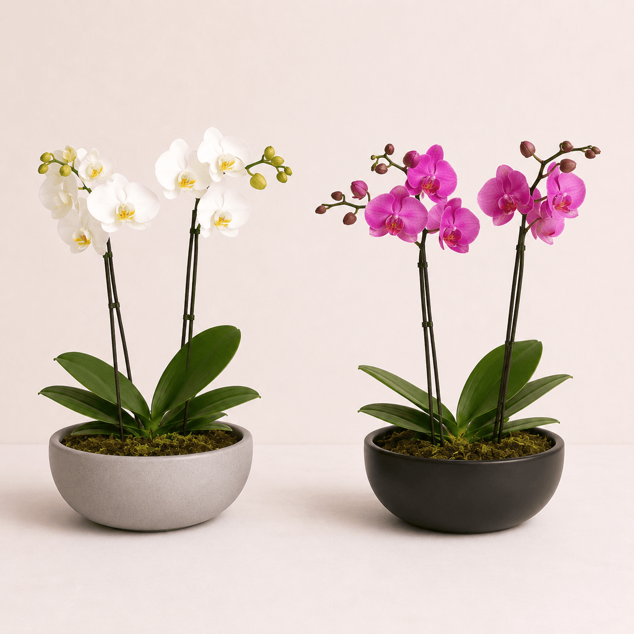 Composicion de orquideas