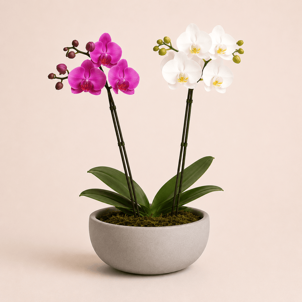 Composicion de orquideas