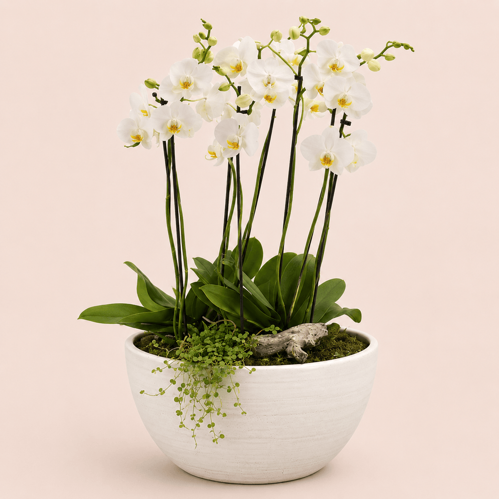 Composicion de orquideas XL