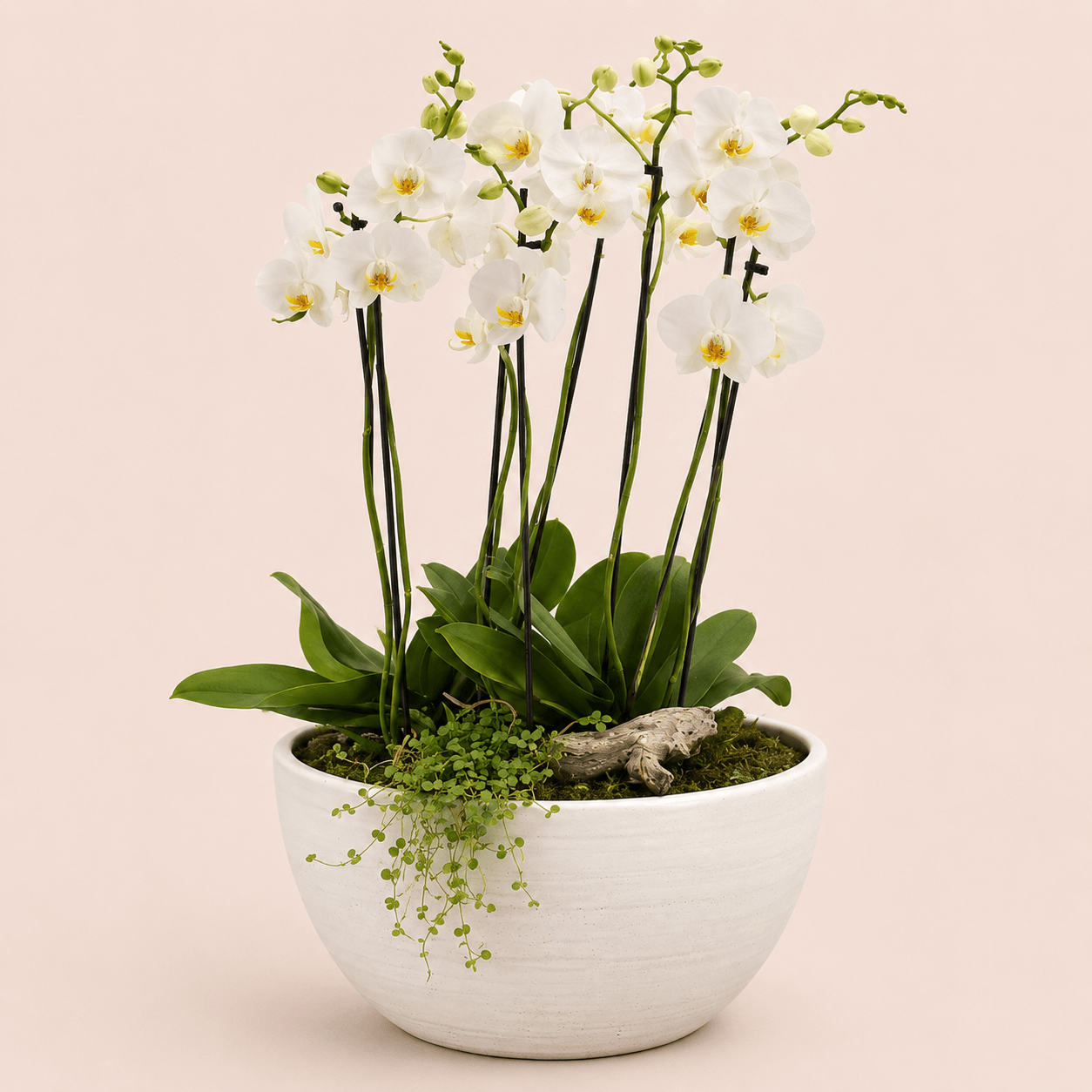 Composicion de orquideas XL
