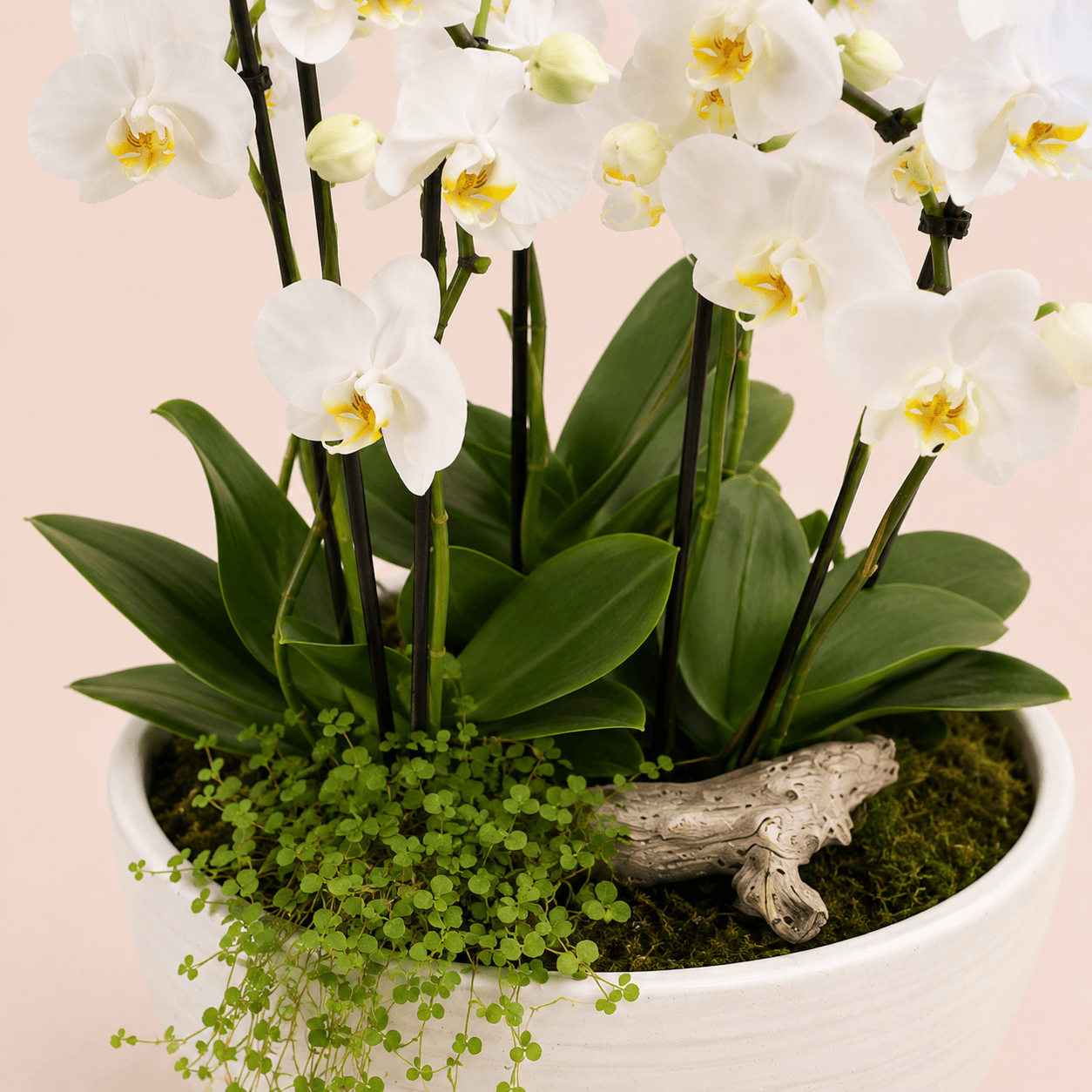 Composicion de orquideas XL