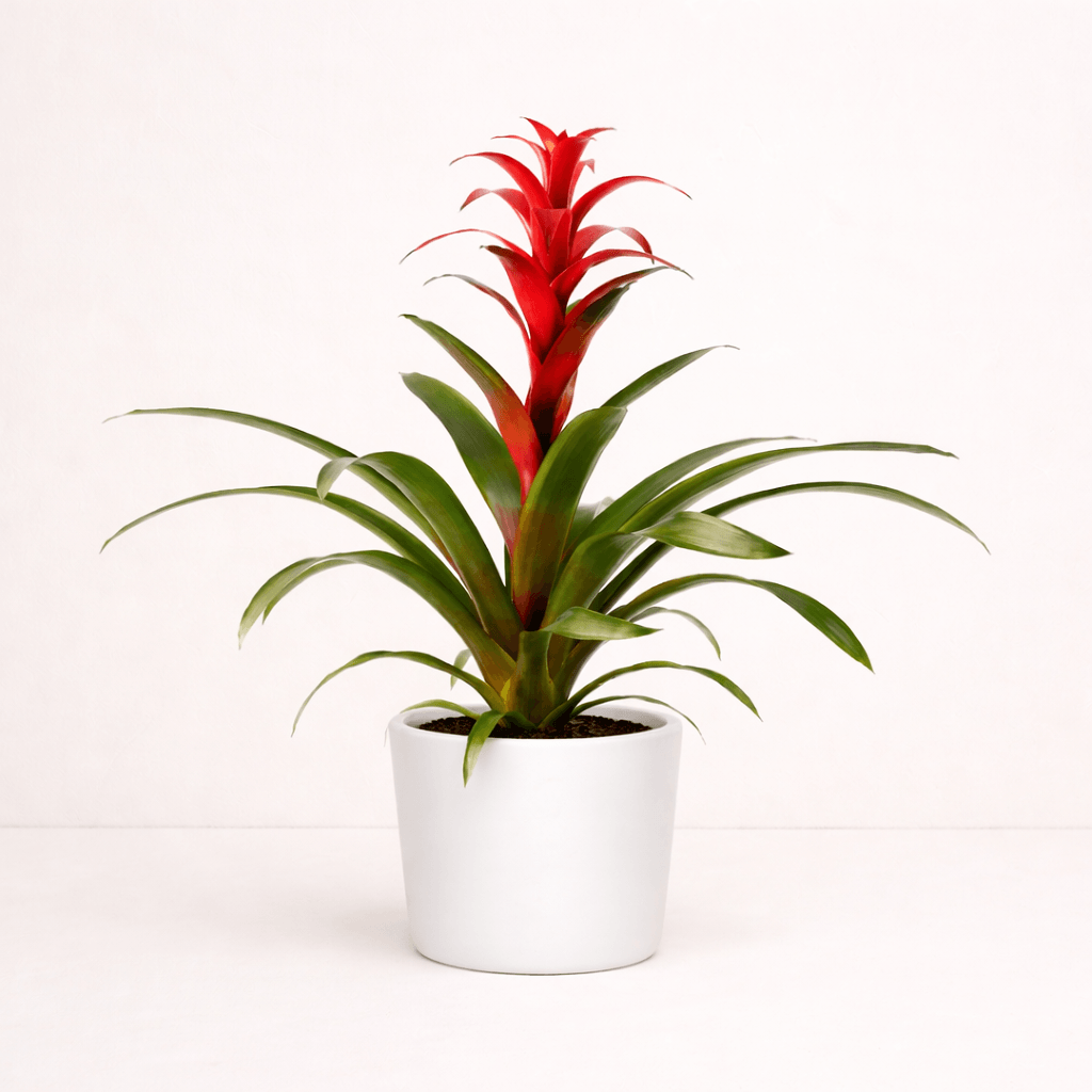 Guzmania