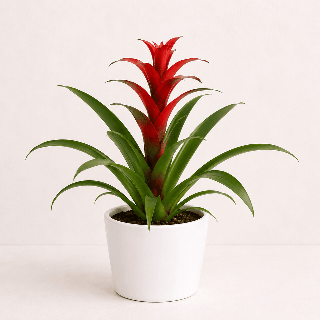 Guzmania