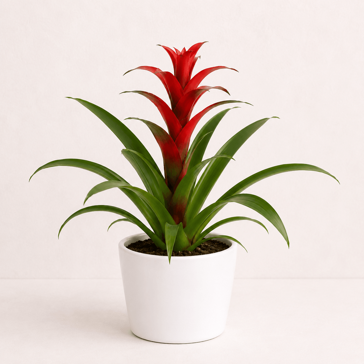 Guzmania