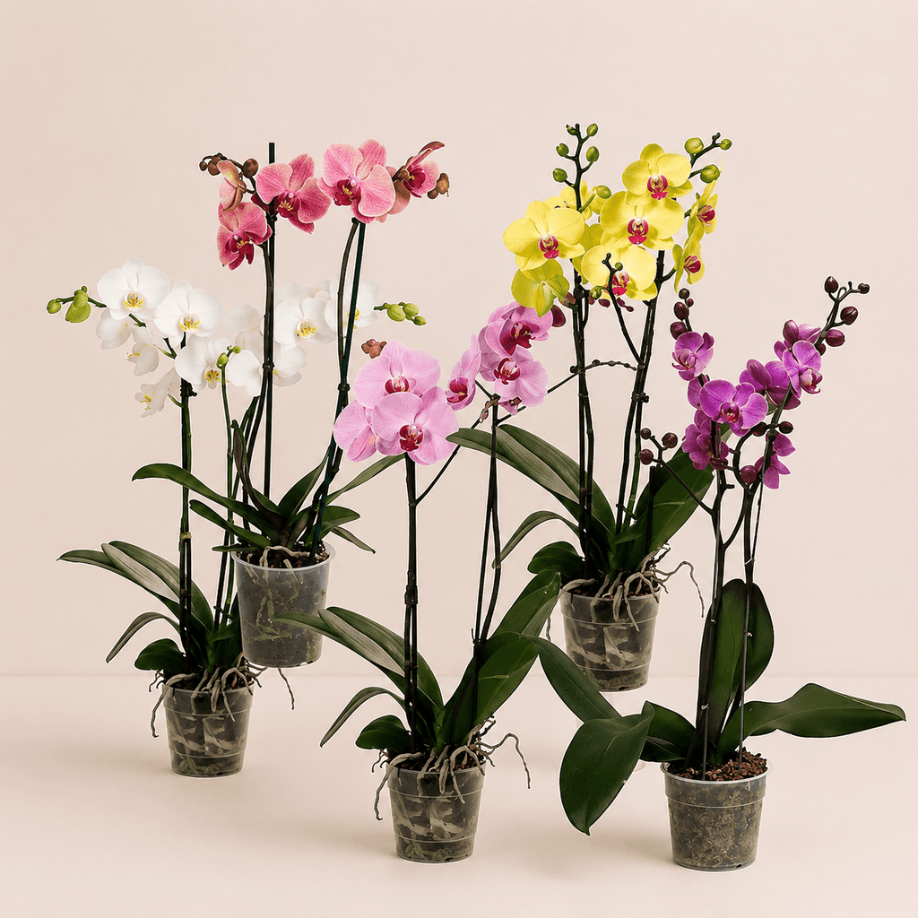 Orquídea phalaenopsis de color