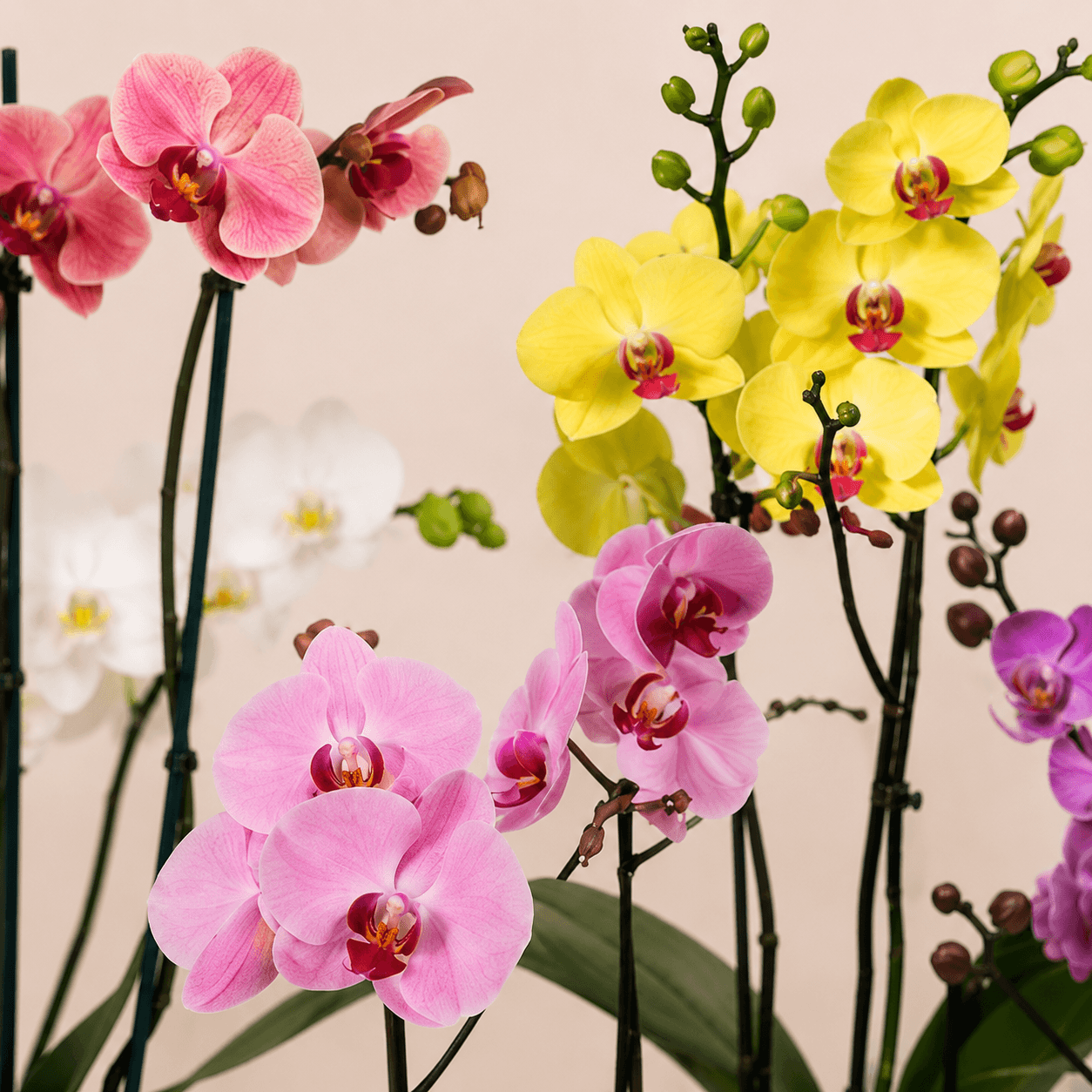 Orquídea phalaenopsis de color