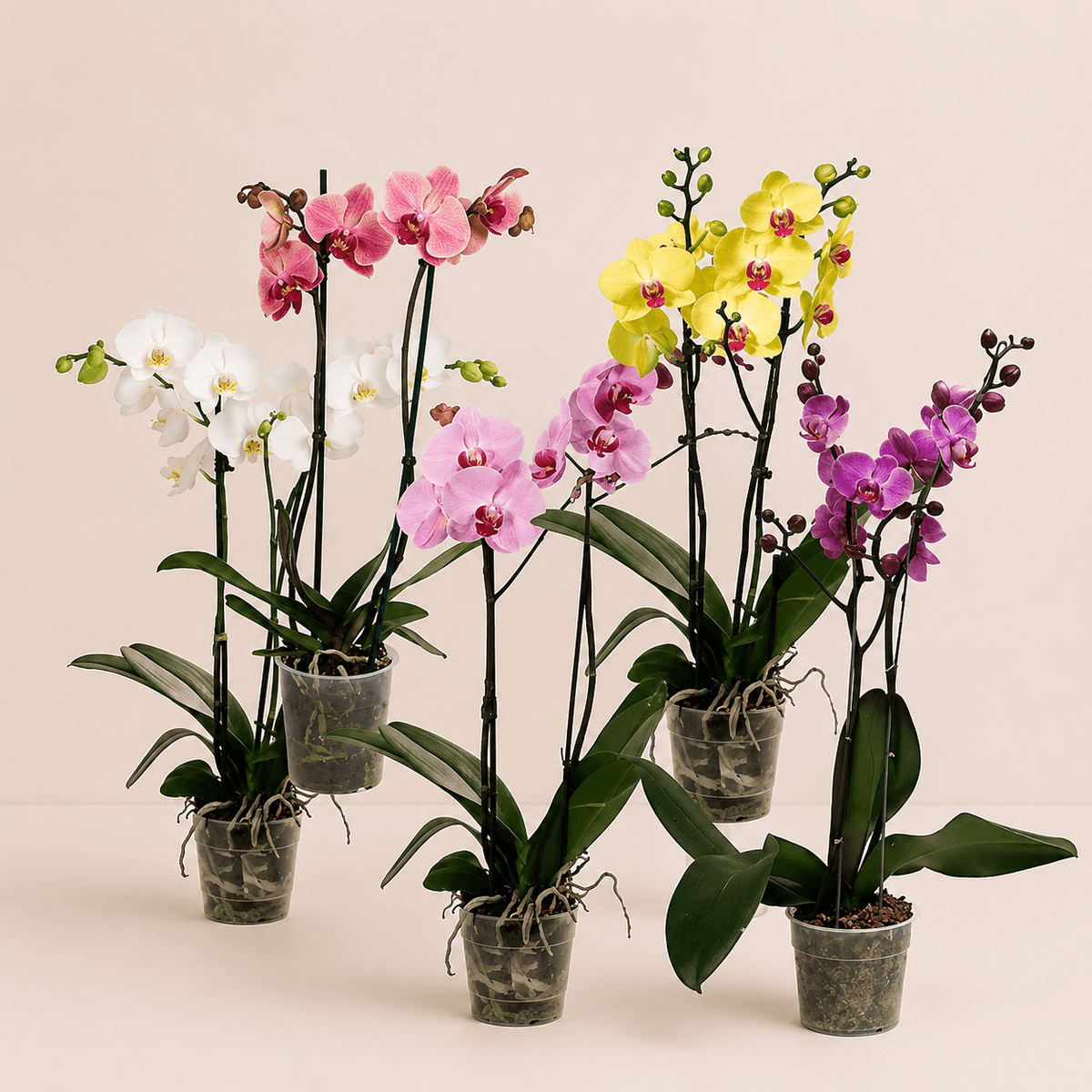 Orquídea phalaenopsis