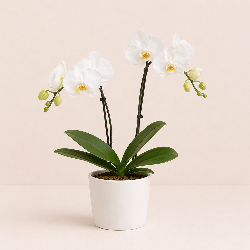 Orquidea phalaenopsis blanca