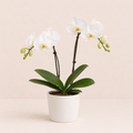 Orquidea phalaenopsis blanca