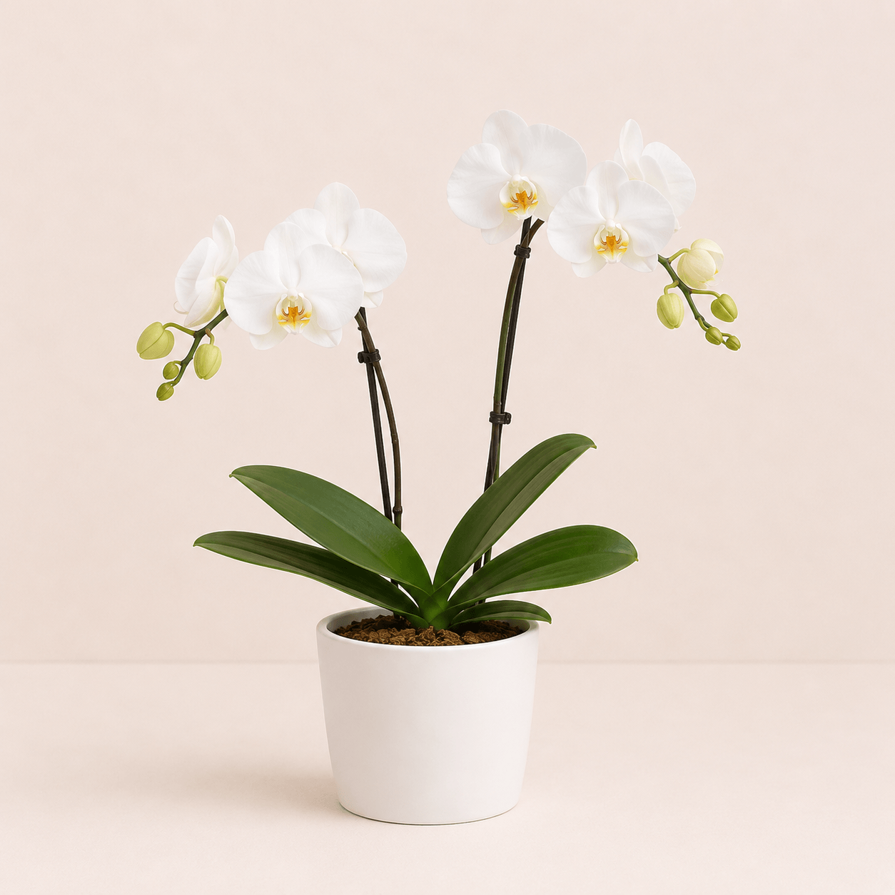 Orquidea phalaenopsis blanca
