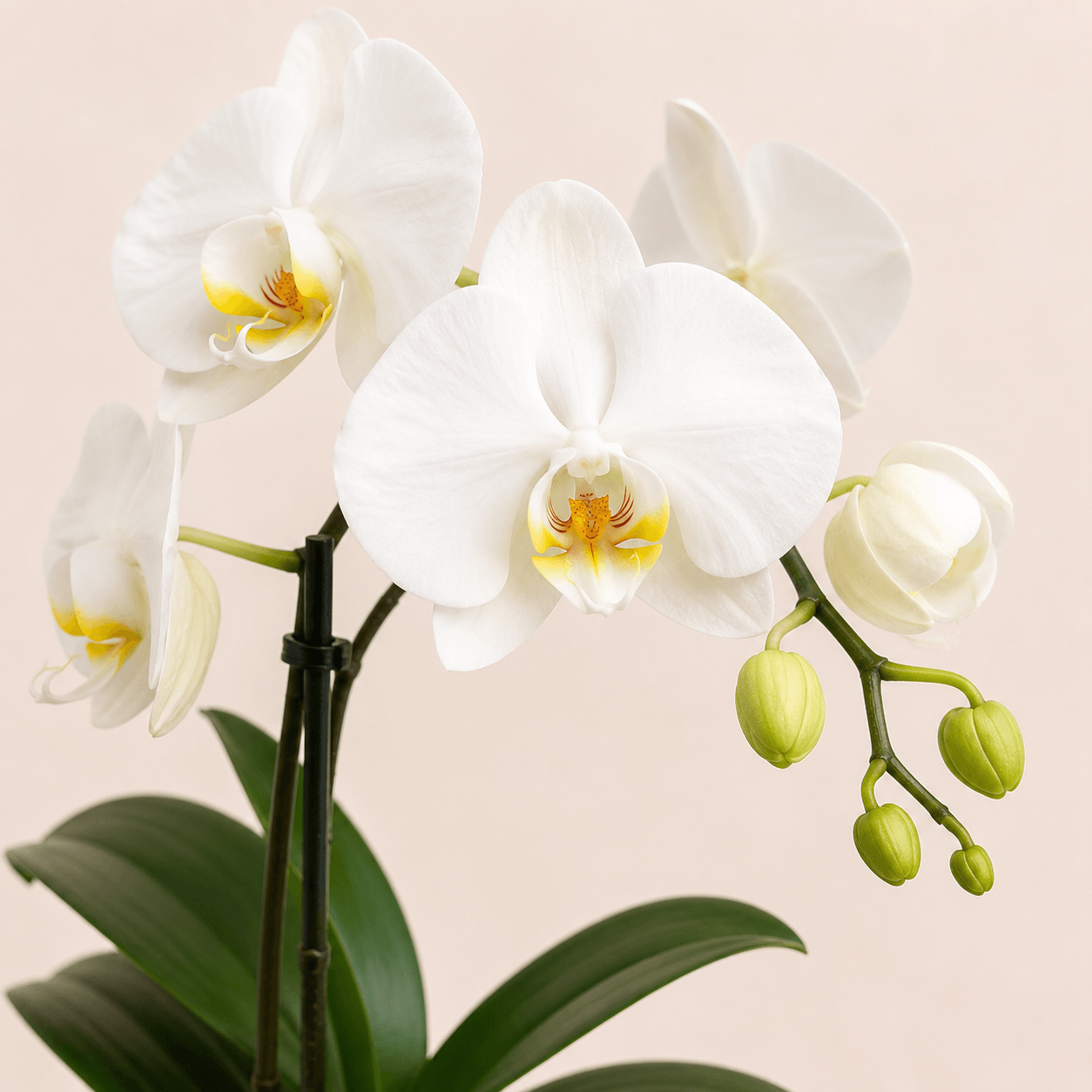 Orquidea phalaenopsis blanca