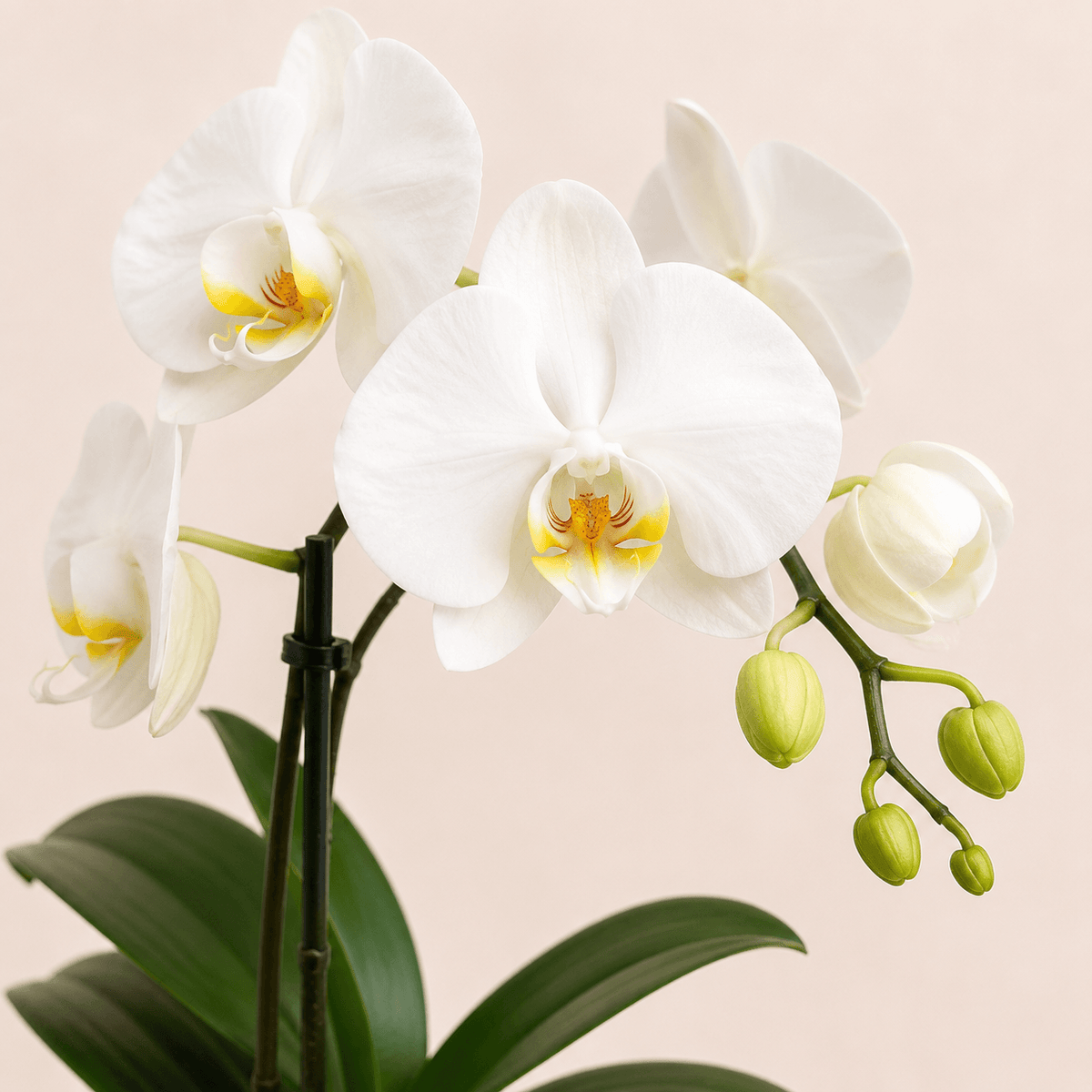Orquidea phalaenopsis blanca