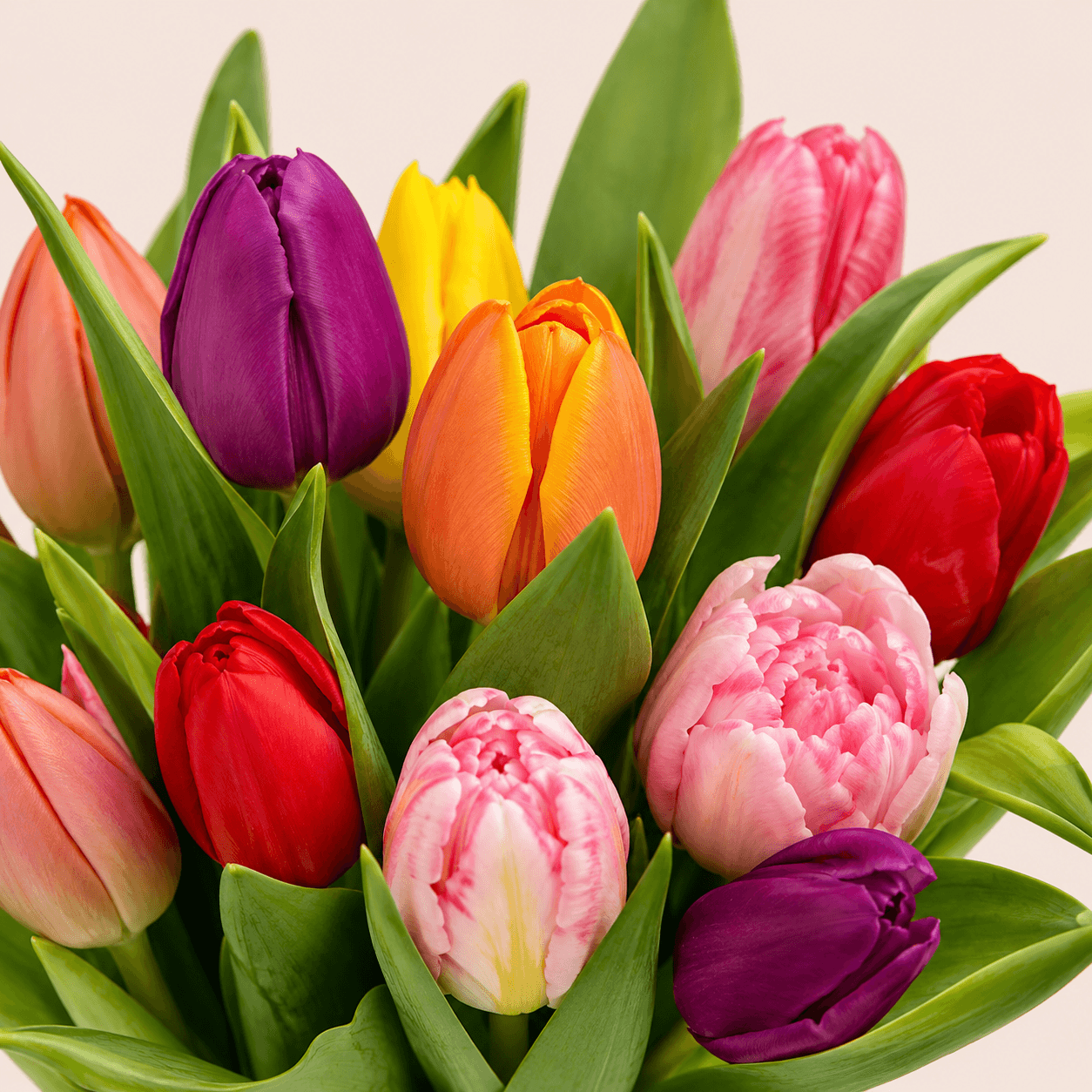 Ramo 15 tulipanes