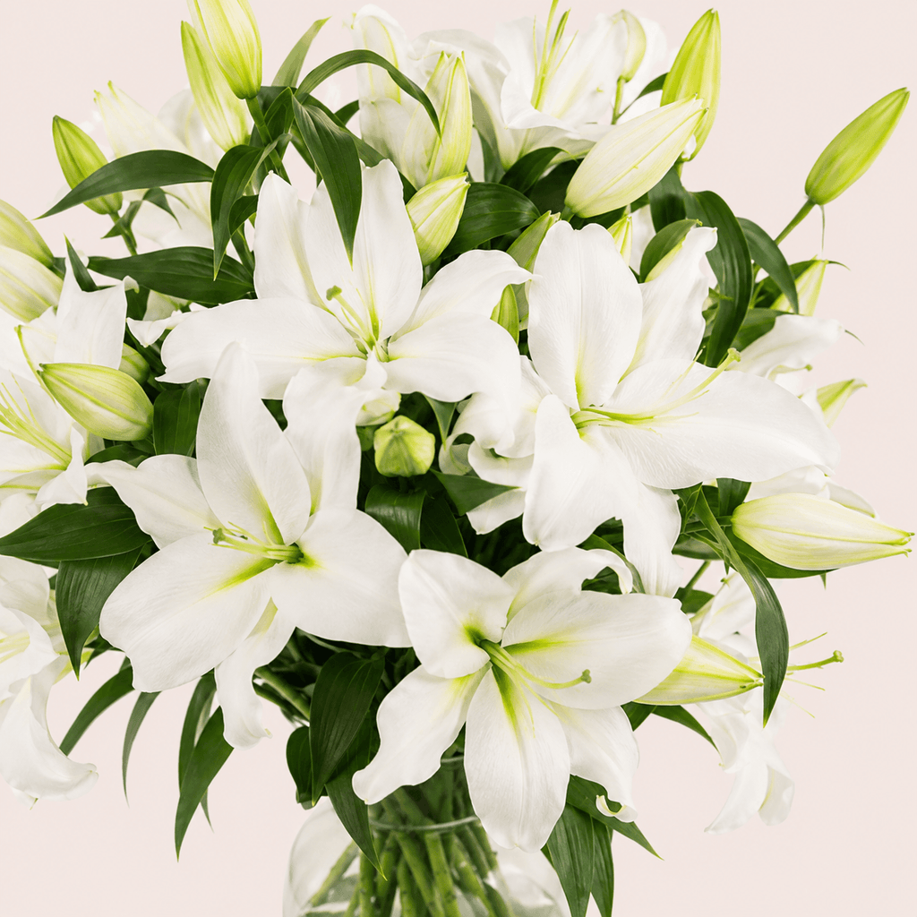 Ramo de lilium mini