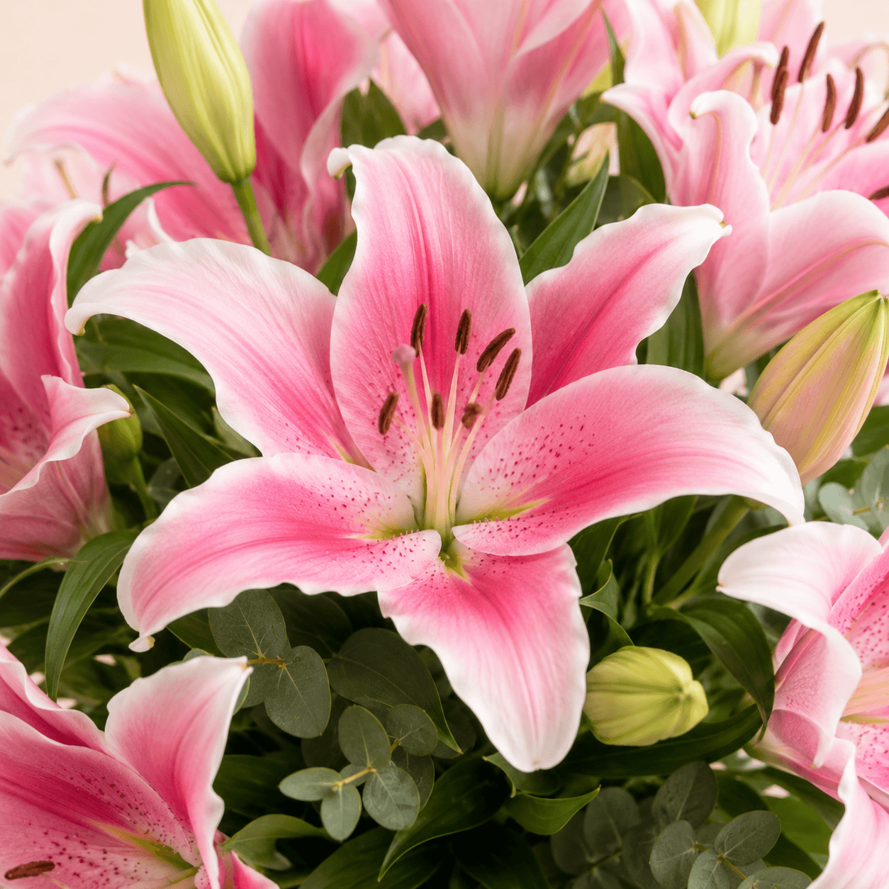Ramo de lilium rosa