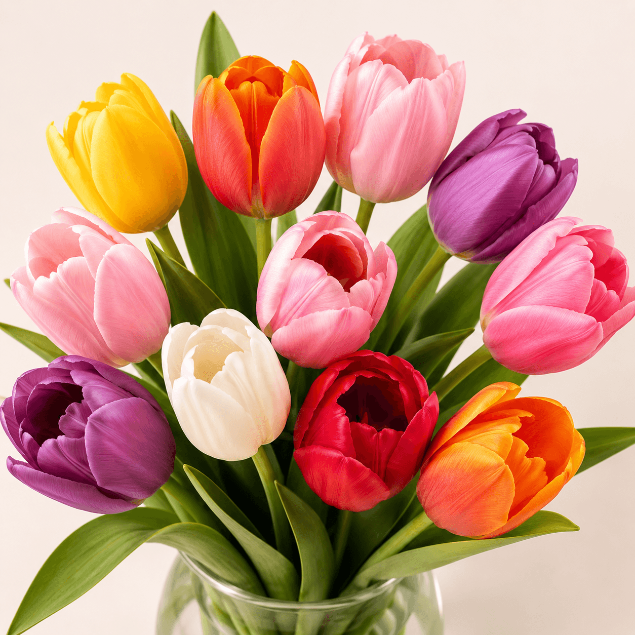 Pack 10 tulipanes variados