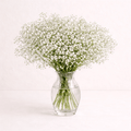 Pack de paniculata