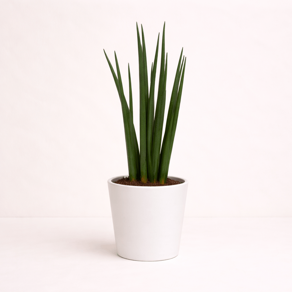 Sansevieria cilindrica